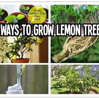 Wonderful DIY 6 Ways To Grow Lemon Trees