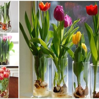 How to Grow Tulips In  a Vase