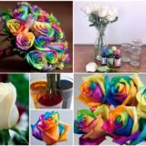 Wonderful DIY Beautiful Rainbow Roses