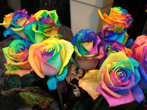 rainbow-roses1