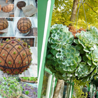 DIY Garden Succulent Balls – Beautiful Garden Accessories
