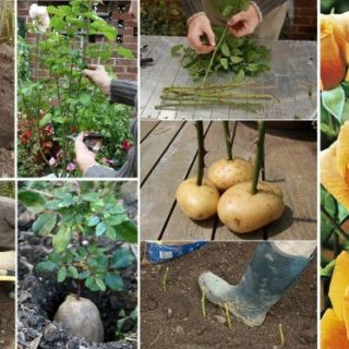 How to Grow Rose On Potatoes from Cutting