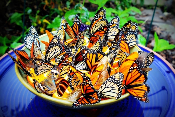 homemade butterfly-feeder 1