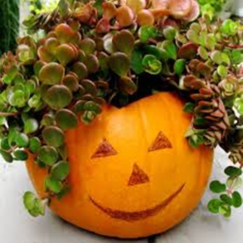pumpkin planter for Hallowen