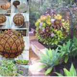 Gorgeous Gardening – Create Your Own Hanging Succulent Ball