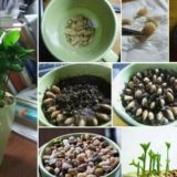 How To Grow Indoor Lemon Seeds  In a Pot
