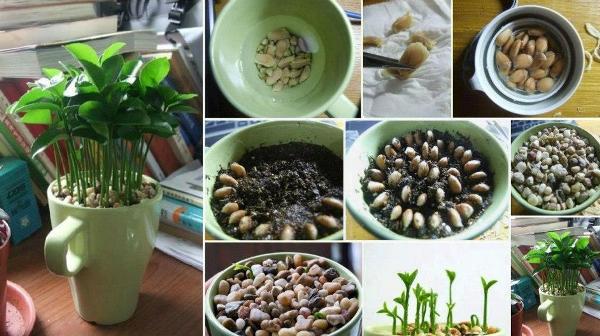 How To Grow A Kiwi Plant From Seed