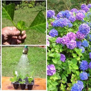 How to Grow Hydrangeas from Cutting