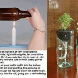 Wonderful DIY Cutting Glass Bottles for Self Watering Planter