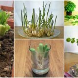 10 Vegetables You Can Regrow Time and Time Again!