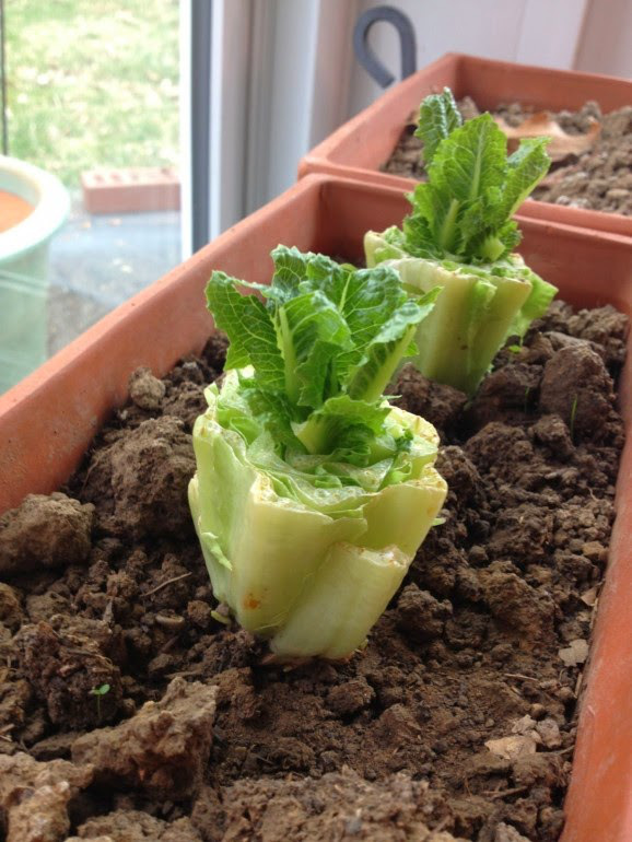 8-Vegetables-That-You-Can-Regrow-Again-And-Again-2