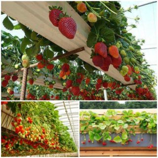 Wonderful DIY  Rain Gutter Strawberry Planter