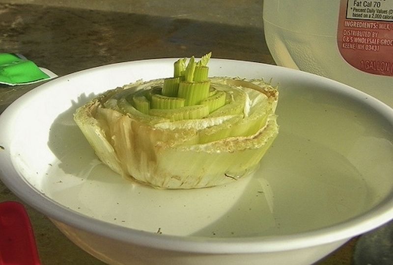 Celery regrown at home