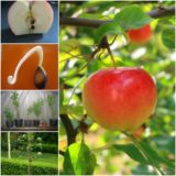 How to Grow Apple trees from Seed