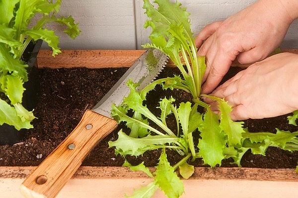 Growing your own Veggies and herbs in a Space-Saving Vertical Garden