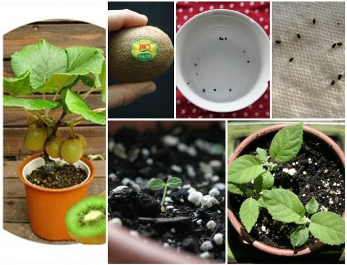 How To Grow A Kiwi Plant From Seed 4