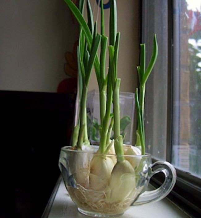 Regrow garlic sprouts from cloves
