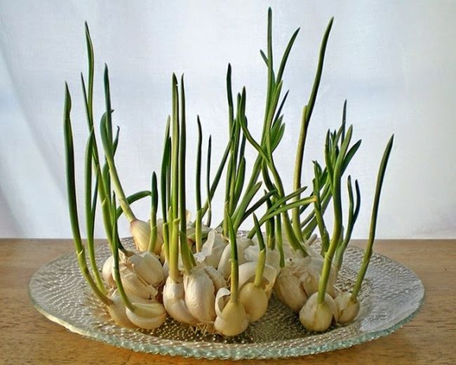 Regrow garlic sprouts