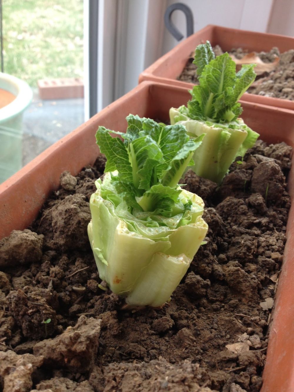 Regrow romaine lettuce home