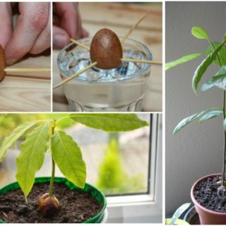 How to Plant an Avocado Tree from Seed