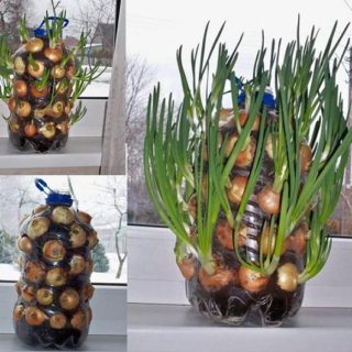 How to Grow Onions Vertically On Your Window Sill