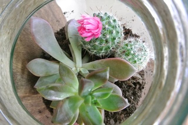 Cactus planter in mason jar