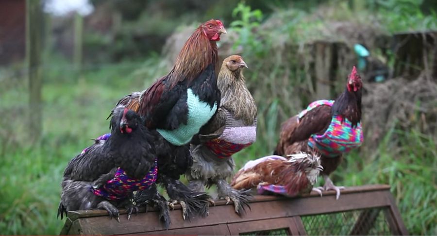 Chickens in Knitted Jumpers