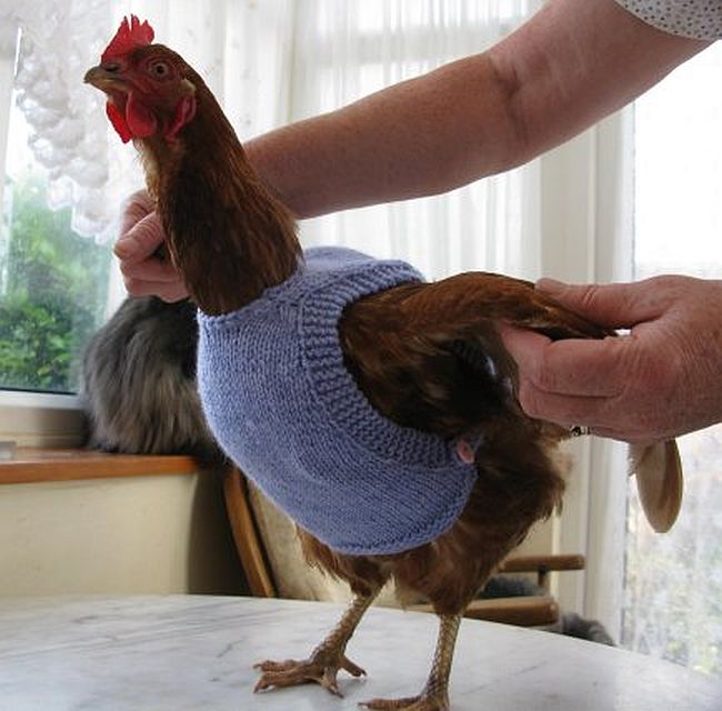 DIY Knitted Chicken Sweaters