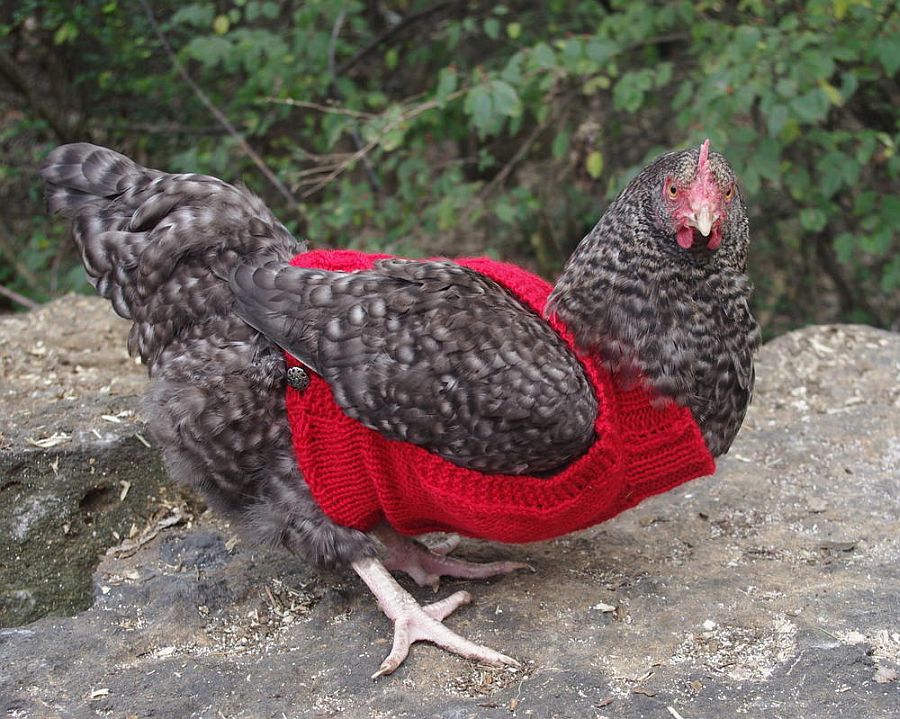 DIY jumpers for hens