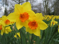Daffodil1 200x150 Poisonous Plants to Watch Out for in the Garden