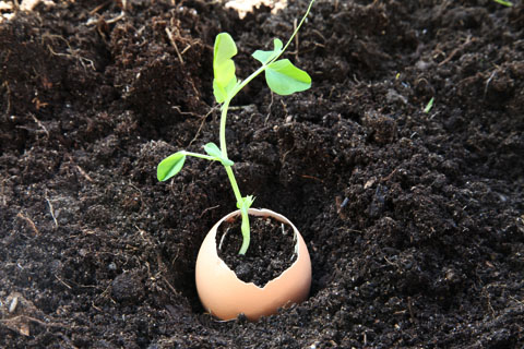 Egg in Ground