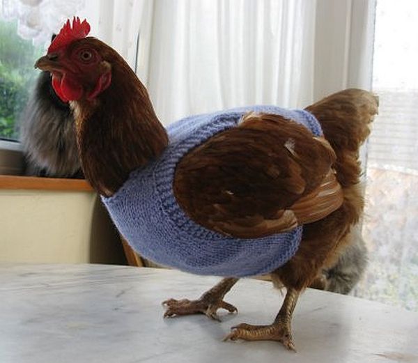 Free Pattern for cool Knitted Chicken Sweaters