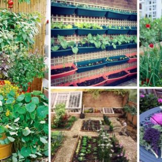 How to Plan a Vegetable Garden