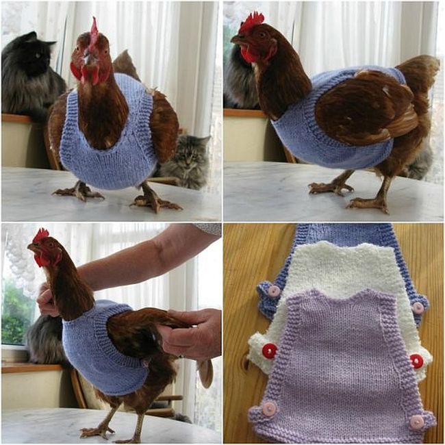Knitted Chicken Sweaters