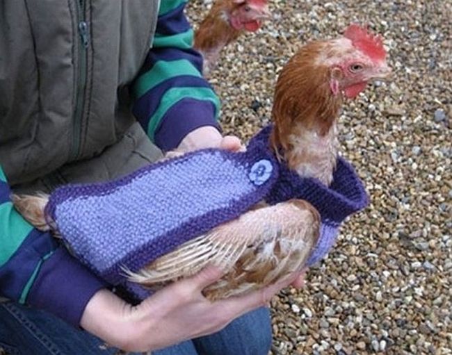 Knitting DIY jumpers for chicken