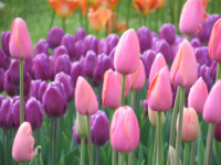 Tulip 200x150 Poisonous Plants to Watch Out for in the Garden