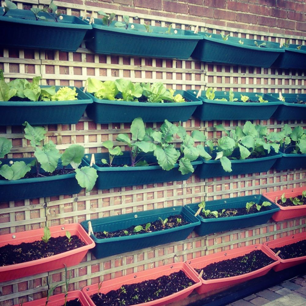 Vertical vegetable garden at home