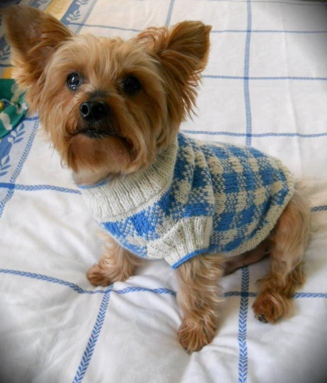 Suéteres de punto para perros para mantener a tu perro abrigado