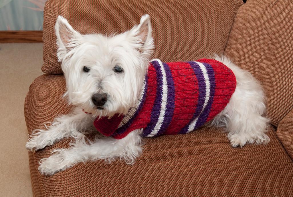 Pulls tricotés pour chien pour garder votre chien au chaud