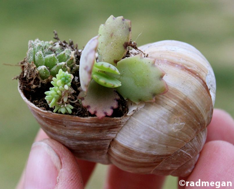 Tiny Potted shell
