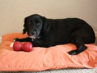Easy to make Two Pillow Dog Bed 200x150 8 Super Cosy and Easy Dog Pillows to Make