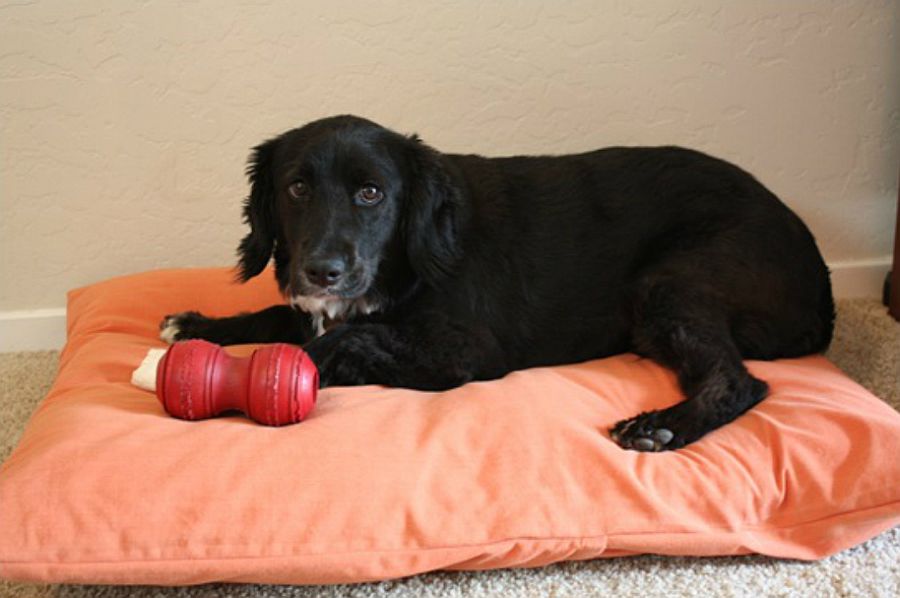 Easy to make Two Pillow Dog Bed