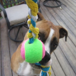 7 Cool Dog Toys to Make Yourself
