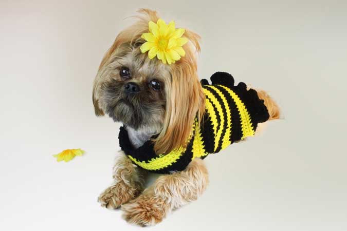 bee costume for dog