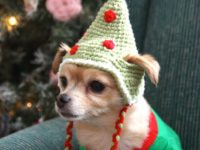 dog elf hat 200x150 These Free Crochet Patterns Will Give You the Best Dressed Dog in Town