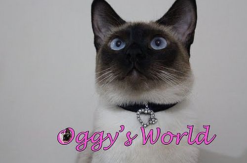 DIY Kitty cat necklace