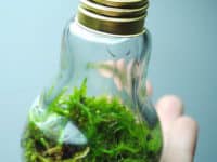 Tiny ecosystem 200x150 15 Awesome Crafts Involving Old Light Bulbs