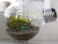 Tiny light bulb terrarium 200x150 Dazzle and Delight: 10 Ways You Can Reuse Old Light Bulbs