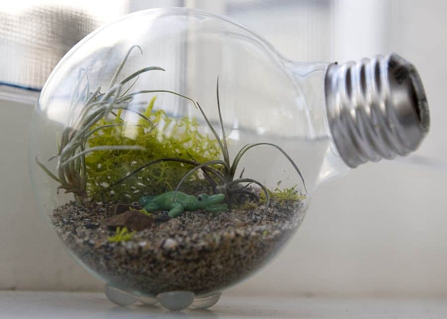 Tiny light bulb terrarium