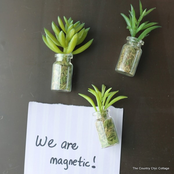 succulent magnets